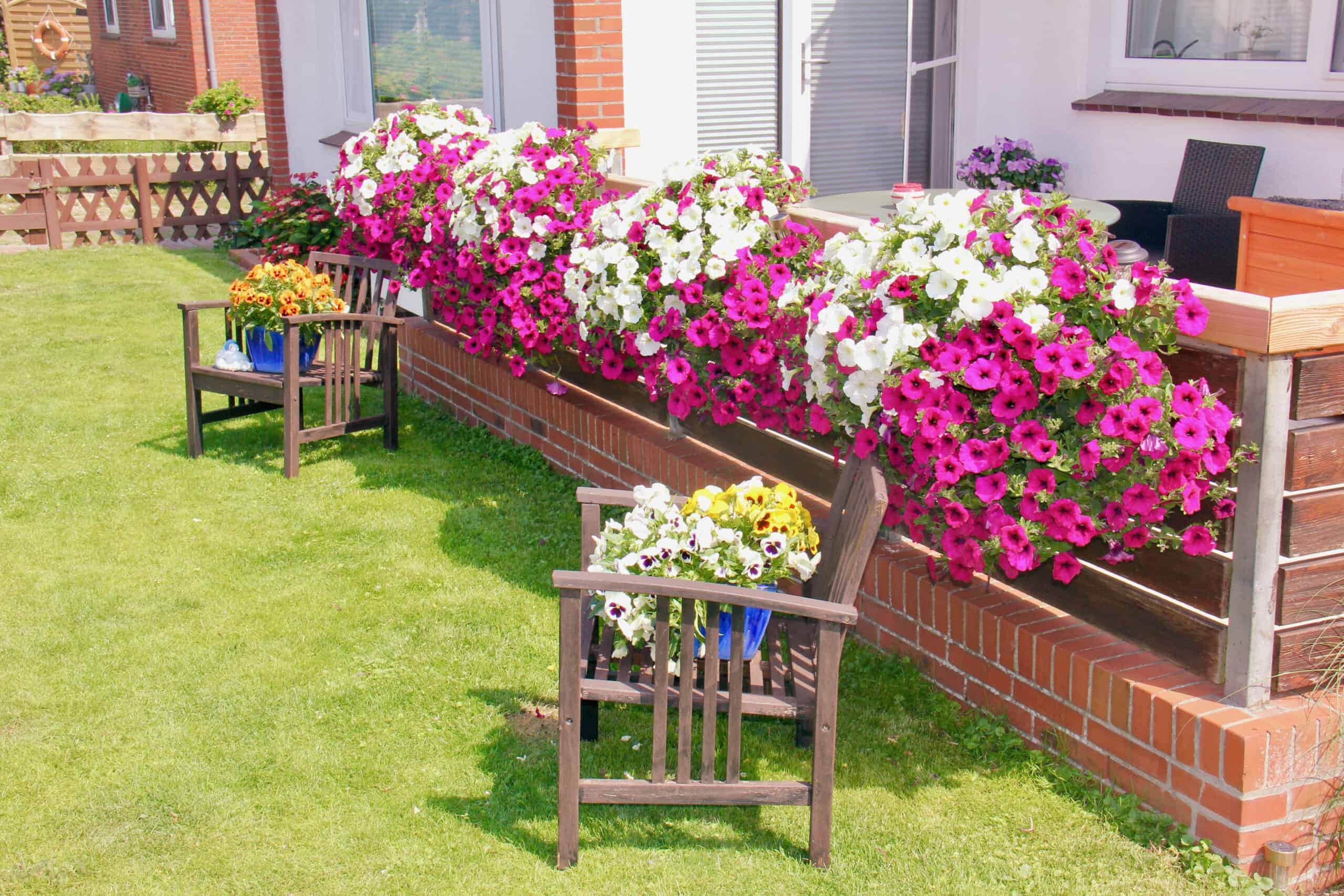 Terrassengeländer mit pink-weißen Petunien
